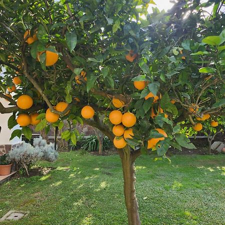 הוילה קסטל וולטורנו La Limonaia מראה חיצוני תמונה