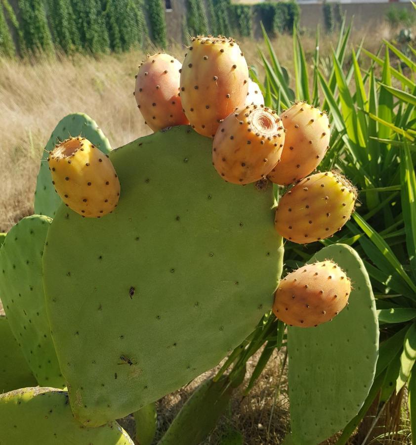 הוילה קסטל וולטורנו La Limonaia מראה חיצוני תמונה