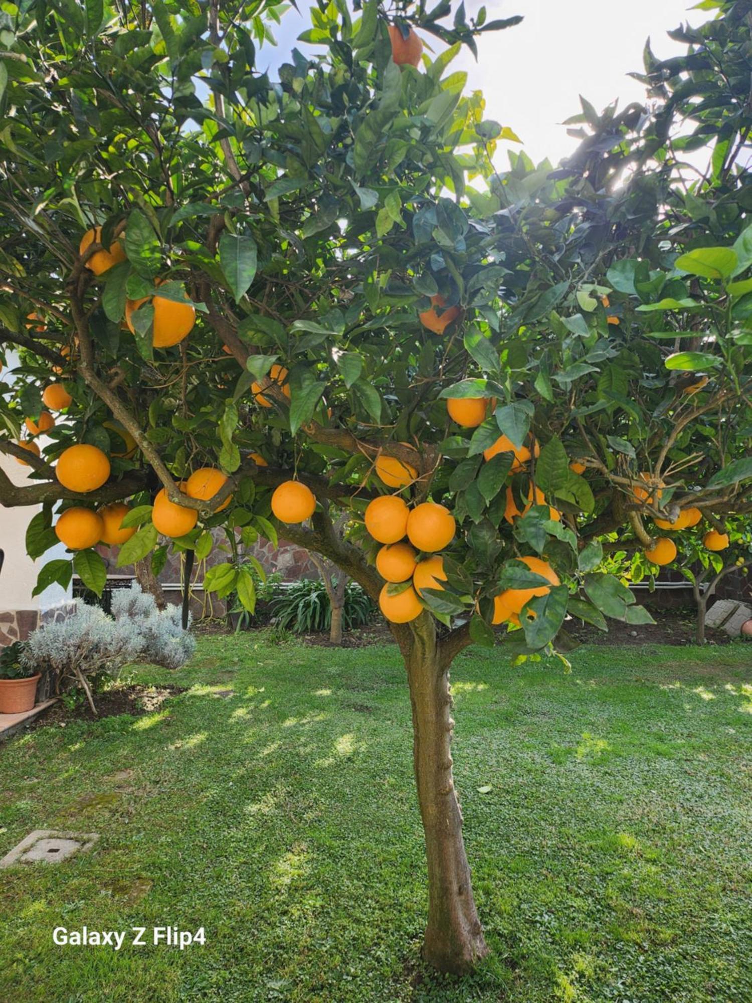 הוילה קסטל וולטורנו La Limonaia מראה חיצוני תמונה